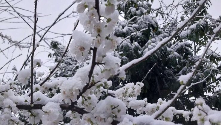 Kaynaşlı’da Erik Ağacı; Kar Altında Kartpostallık Görüntü Oluşturdu