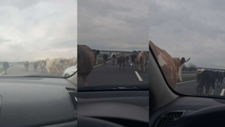 Düzce’de Başıboş İnekler Trafiği Aksattı